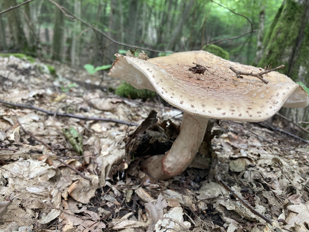 beillesztett kép