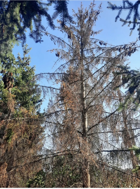 beillesztett kép
