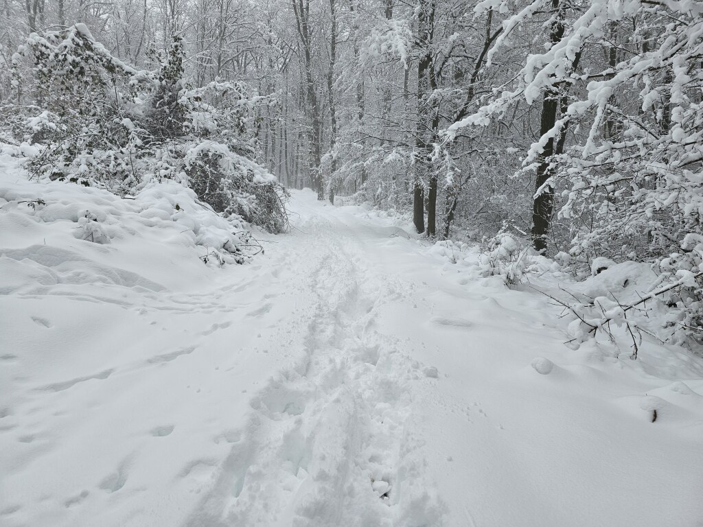 beillesztett kép