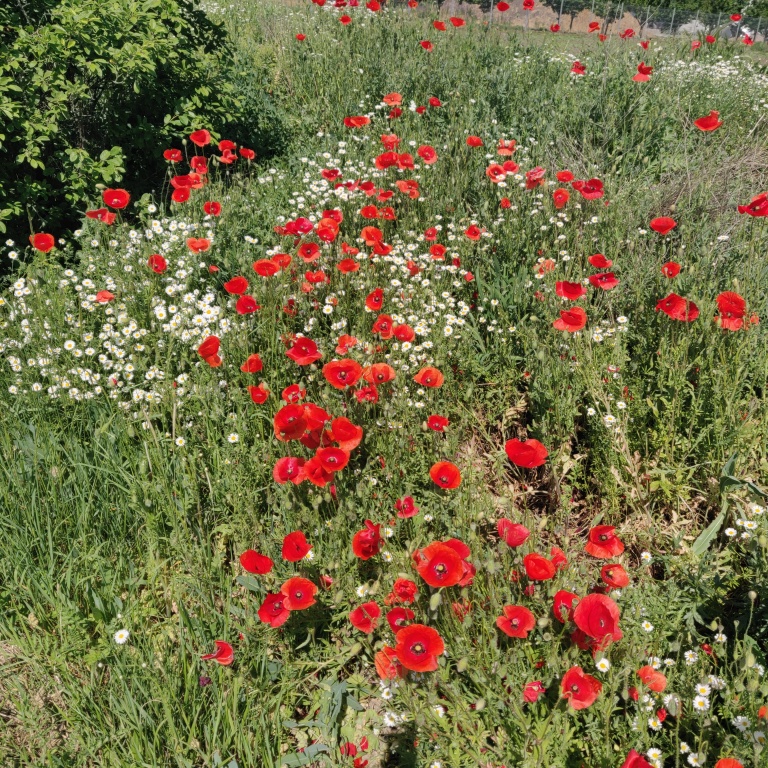 beillesztett kép