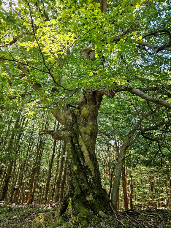 beillesztett kép