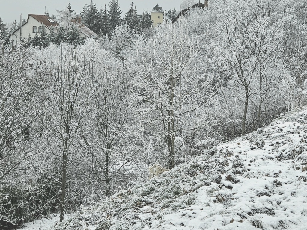 beillesztett kép