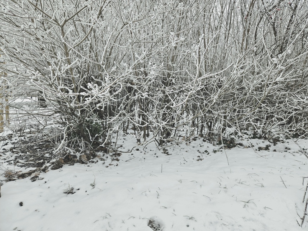 beillesztett kép