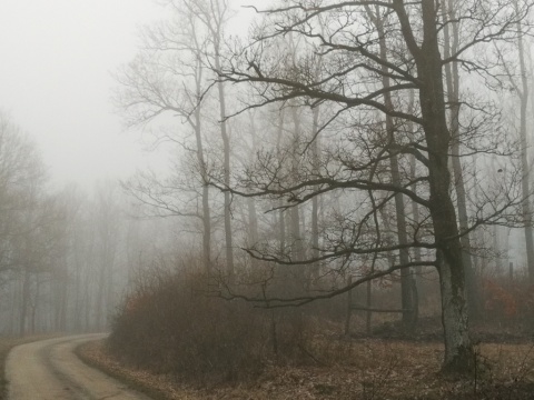 pic