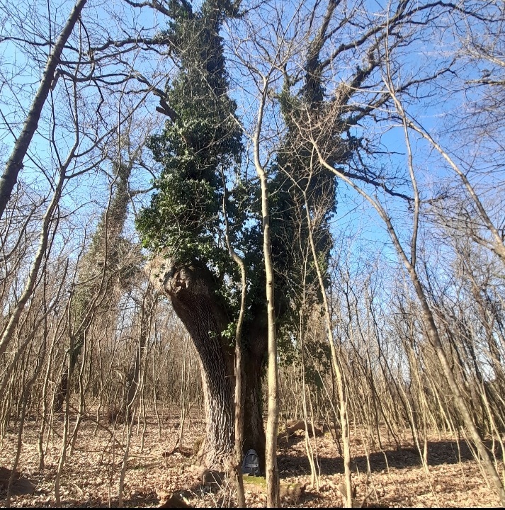 beillesztett kép
