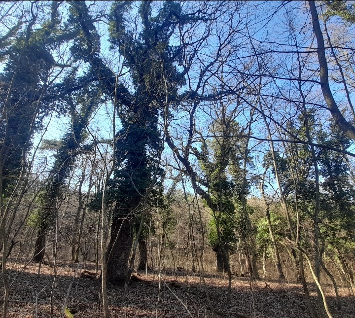 beillesztett kép