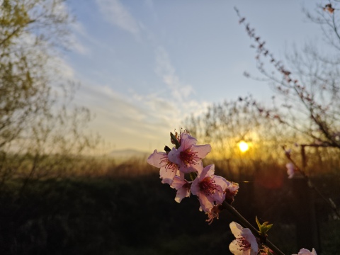 pic