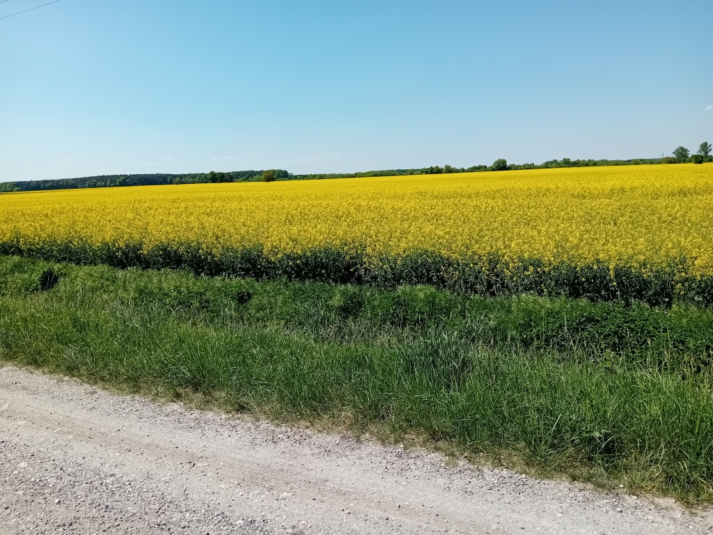 beillesztett kép