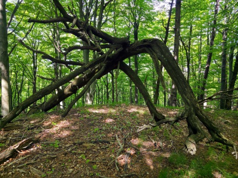 pic