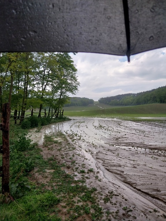 beillesztett kép