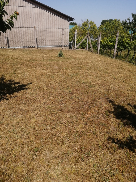 beillesztett kép