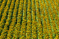 pic