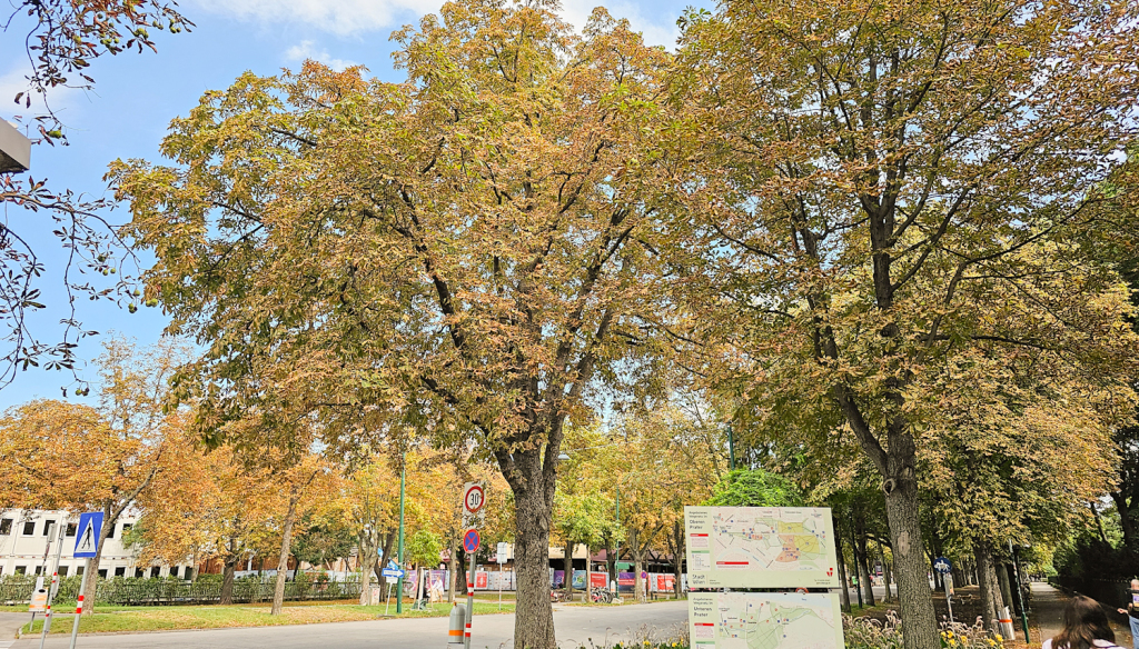 beillesztett kép