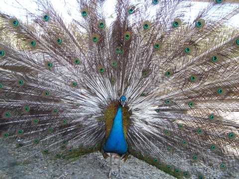 pic