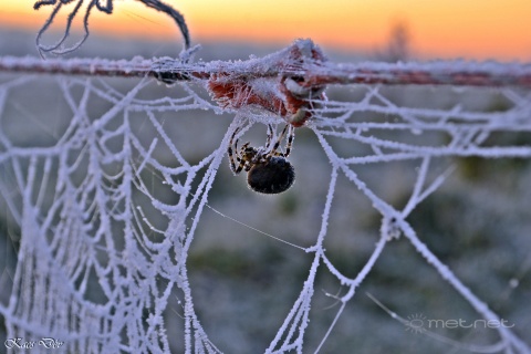 pic