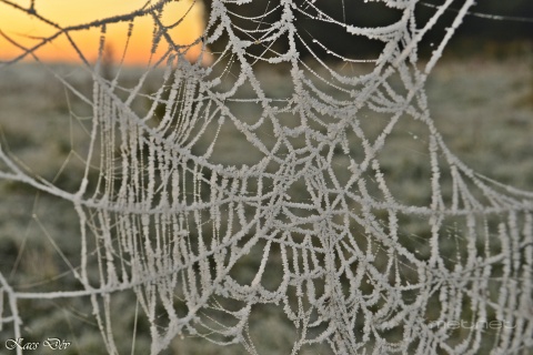 pic
