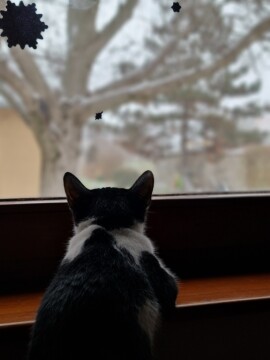 pic