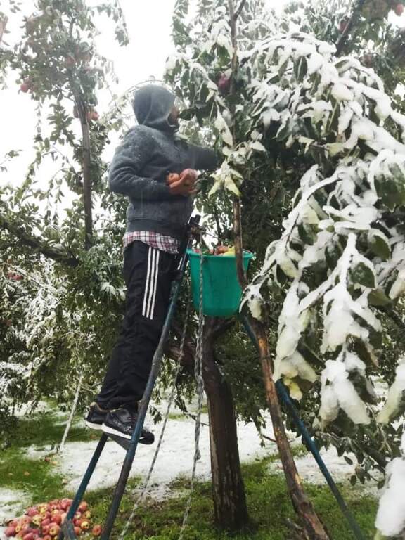 beillesztett kép