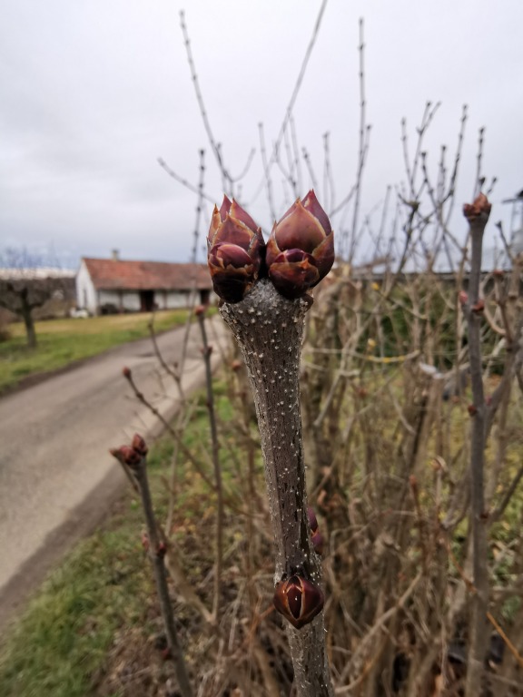 beillesztett kép